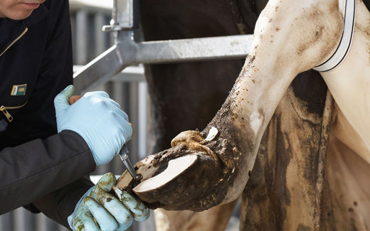 Maîtriser la santé des sabots : pourquoi, quand et comment parer les bovins