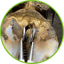 Pince pour le Traitement des Sabots